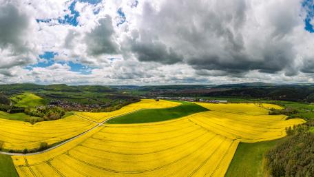 Vibrant Yellow Fields Under Dramatic Skies wallpaper