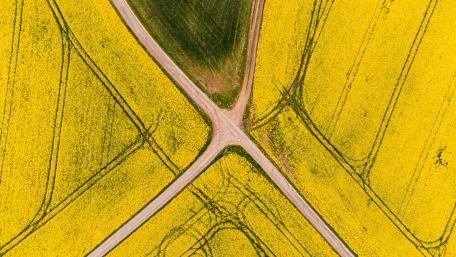 Golden Horizons of Rapeseed Fields wallpaper