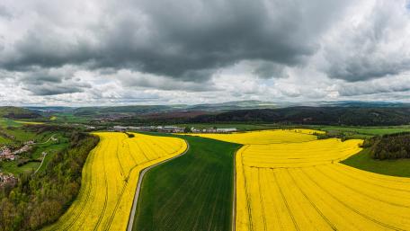 Golden Fields Beneath Dramatic Skies wallpaper