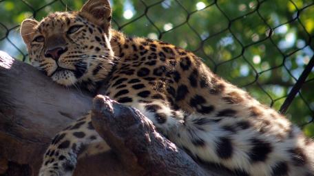 Majestic Leopard in a Serene Moment wallpaper