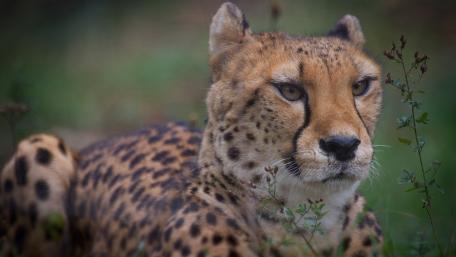 Majestic Cheetah in the Grasslands of Africa wallpaper