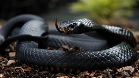 Slithering Black Mamba in Darkness wallpaper