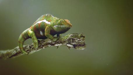 Vibrant Chameleon on a Branch Wallpaper wallpaper