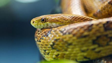 Golden Serpent in Nature's Embrace wallpaper
