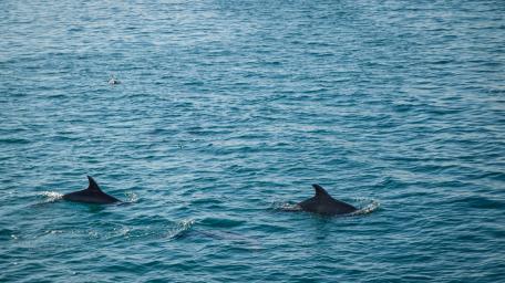Dolphin wallpaper