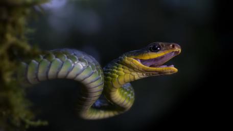 Vibrant Green Serpent Wallpaper wallpaper