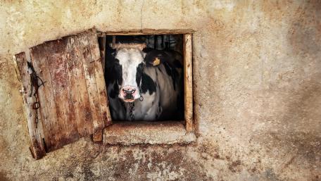 Cow wallpaper