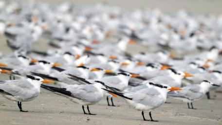Tern wallpaper