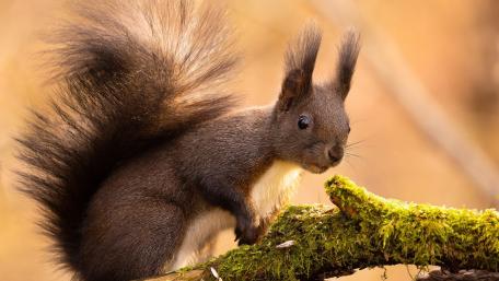Squirrel wallpaper