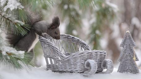 Squirrel wallpaper