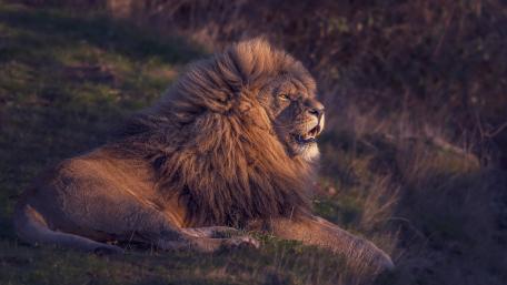 Majestic Lion at Dusk wallpaper