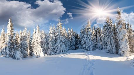 Sunshine Over Snow-Covered Pine Forest wallpaper