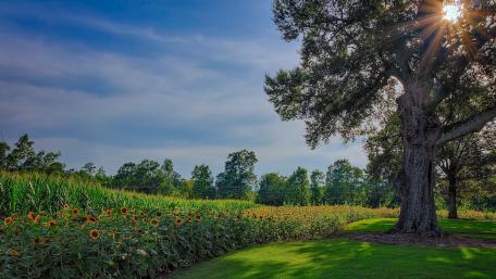 Summer Serenity with Sunflowers and Tree wallpaper