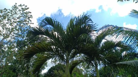 Palm Tree and Sky wallpaper