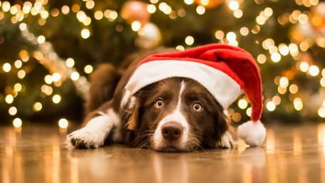 Festive Border Collie in Santa Hat wallpaper