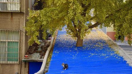 A Serene Cat on a Blue Roof wallpaper