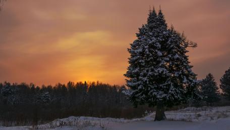Winter Evening Serenity with Spruce Trees wallpaper