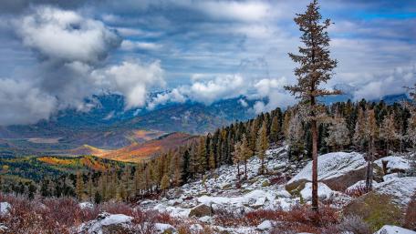 Spruce trees on snowy mountain at fall wallpaper