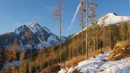 Majestic Winter Landscape with Larch Trees wallpaper