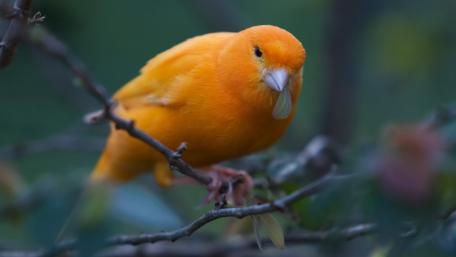 Bright Yellow Canary Perched on a Twig wallpaper