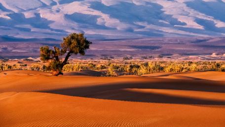 Endless Sands of the Sahara Desert wallpaper