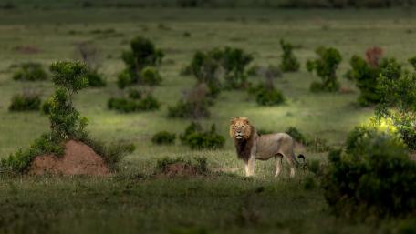 Serengeti National Park, Tanzania wallpaper
