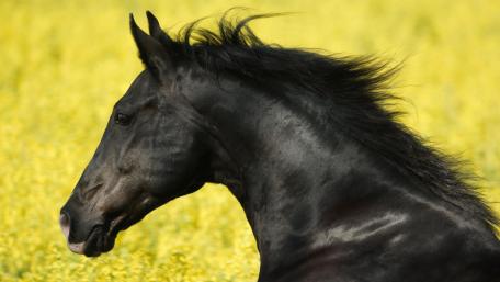 Majestic Black Stallion in Blooming Fields wallpaper