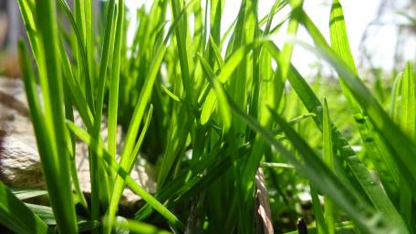 Lush Green Grass in Sunlight Shine wallpaper