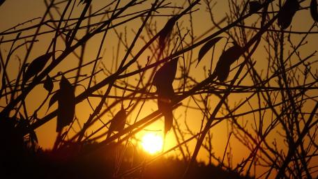 Silhouette of Nature at Sunset wallpaper