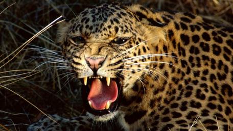 Fierce Leopard in the Wild Displaying Strength and Power wallpaper