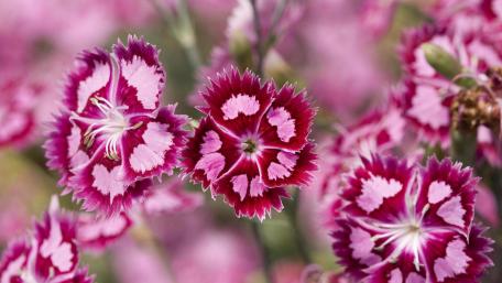 Pink Sweet  William wallpaper