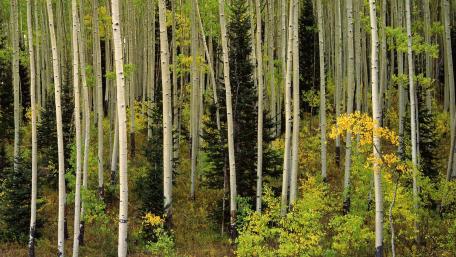 Majestic Autumn Forest Scene of Tranquility wallpaper