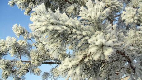 Winter Wonderland Captured in Frosty Glory wallpaper