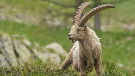 Majestic Alpine Ibex in its Natural Habitat wallpaper