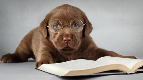 Adorable Puppy in Glasses with a Book Layout wallpaper
