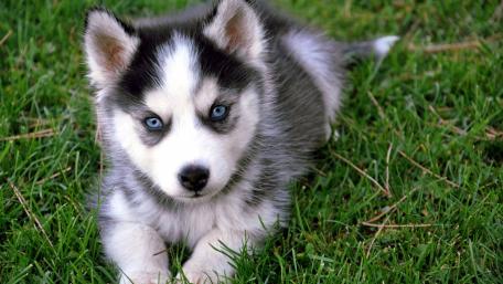 Husky Puppy Bliss in Green Meadow wallpaper