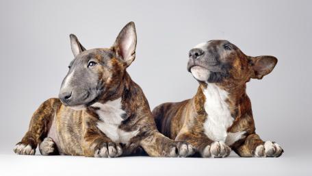 Adorable Bull Terriers in Relaxed Poses wallpaper