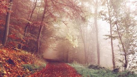 Foggy Autumn Forest Path in 4K Quality wallpaper