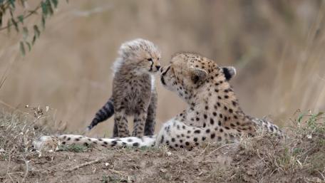 Cheetah baby wallpaper