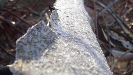 Sparkling Frost on Nature's Surface wallpaper