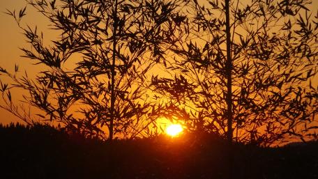 Golden Sunset Behind Silhouetted Trees wallpaper