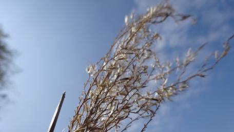 Delicate Grass Against a Blue Sky wallpaper