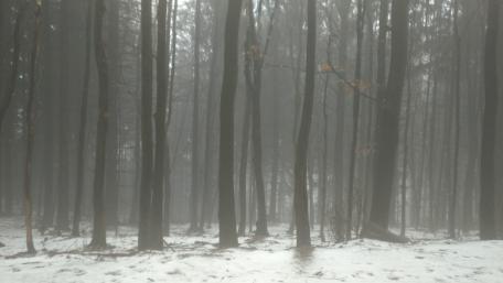Misty Forest in Winter Snowy Wonderland wallpaper