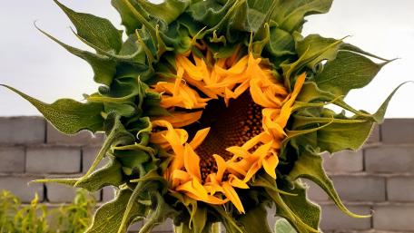 Sunflower wallpaper