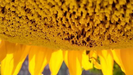 Sunflower wallpaper