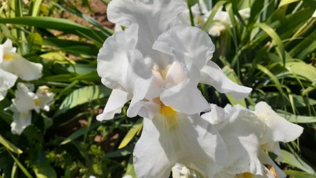 Elegant White Flowers in Bloom wallpaper