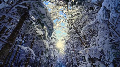 Winter forest worm's eye view wallpaper