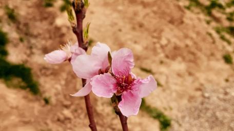 Peach Flower wallpaper
