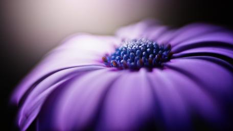 Vibrant Purple Flower Close-Up Displaying Petals and Details wallpaper