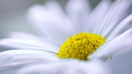 Delicate Roman Chamomile in Soft Focus wallpaper